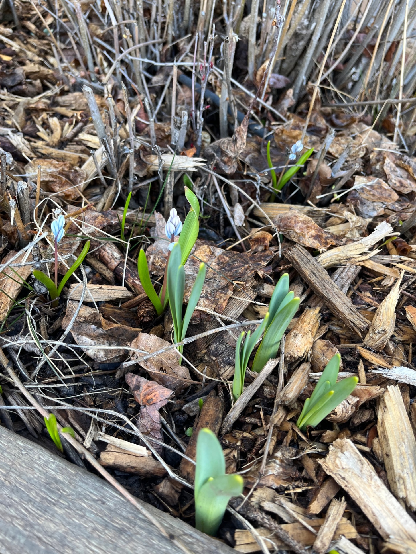 Spring Schoolyard Growth