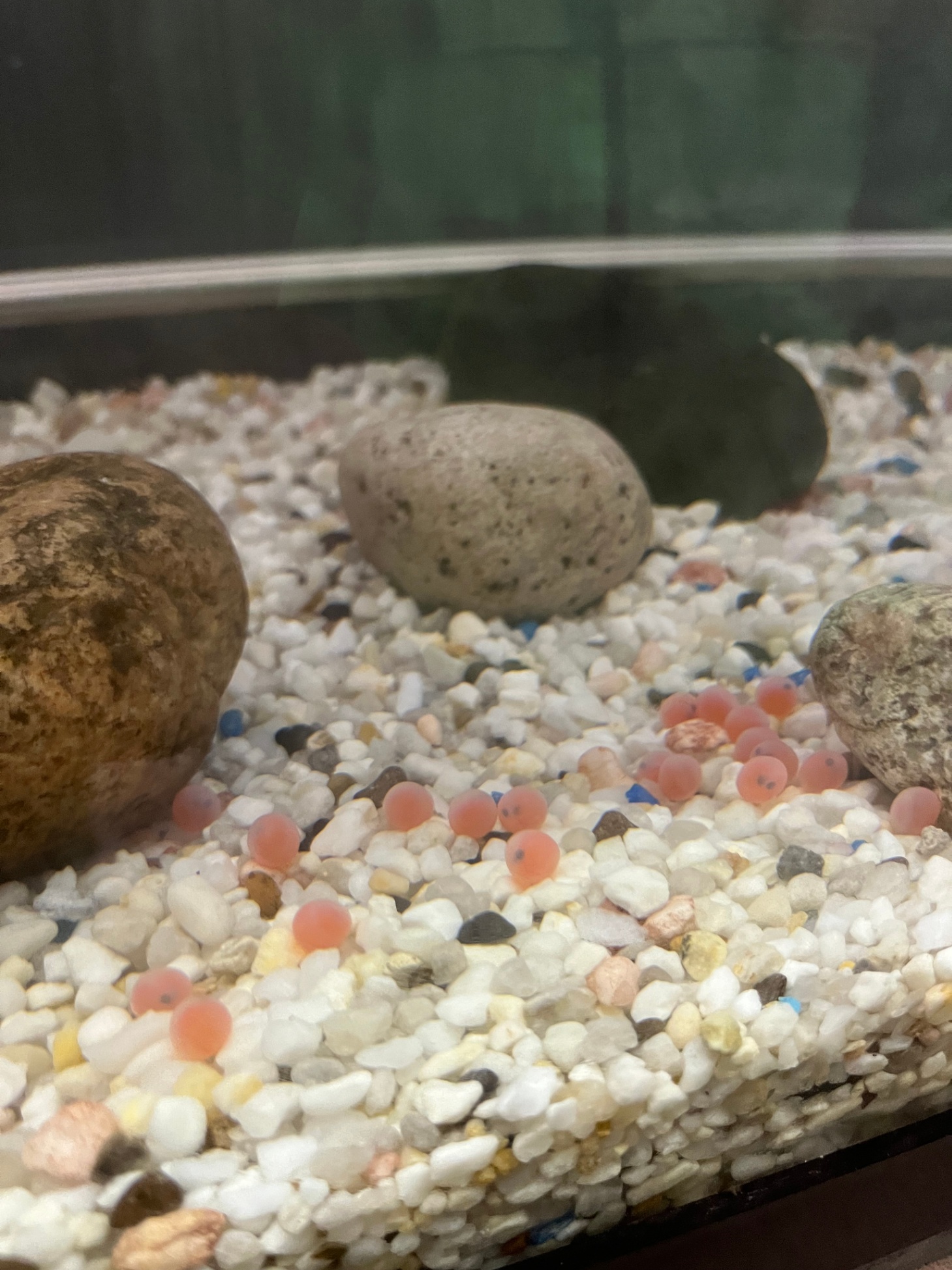Coho Salmon Eggs